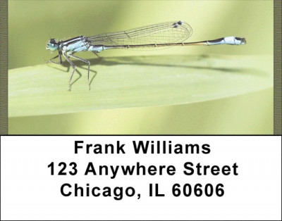Dragonflies Close Up Address Labels | LBQBC-07
