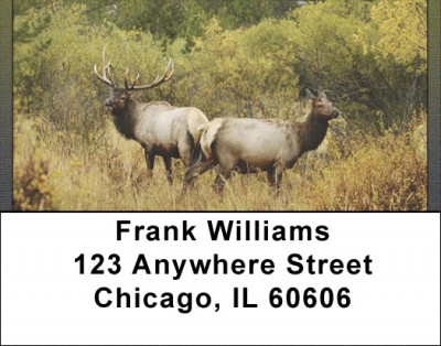 Rocky Mountain Elk In Fall Address Labels | LBQBC-24