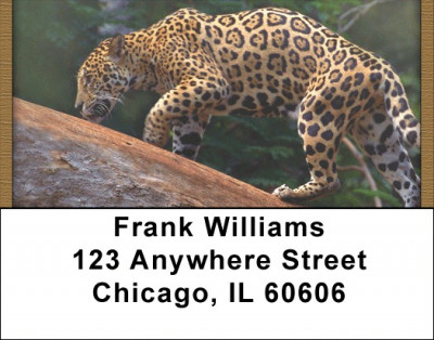 Jaguar Big Cats Address Labels | LBQBC-80