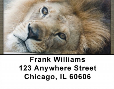 Lion eyes Address Labels | LBQBC-97