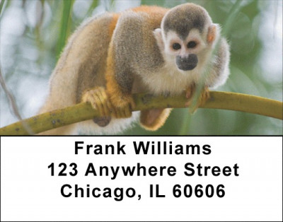 Jungle Monkeys Address Labels | LBQBD-06