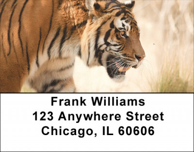 Tiger Portraits Address Labels | LBQBD-38