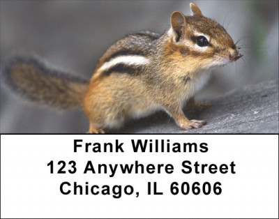 Chipmunk Portraits Address Labels | LBZANJ-26