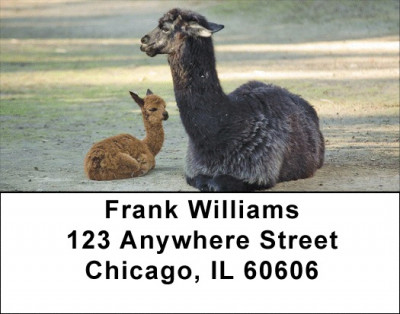 Llama Address Labels | LBZANJ-38