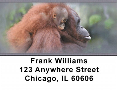 Baby Monkeys Address Labels | LBZANJ-47