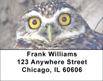 Wise Old Owls Address Labels | LBZANJ-50