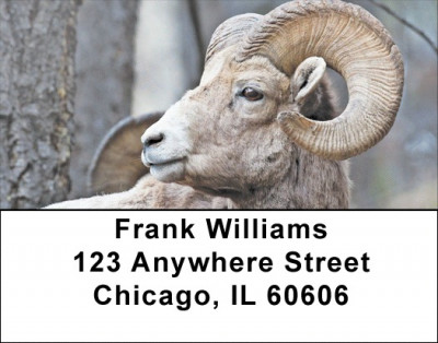 Big Horn Sheep Address Labels | LBZANJ-66