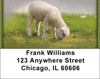 Lambs Address Labels | LBZANJ-67