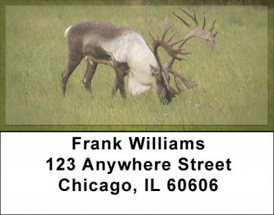 Caribou Address Labels | LBZANK-24