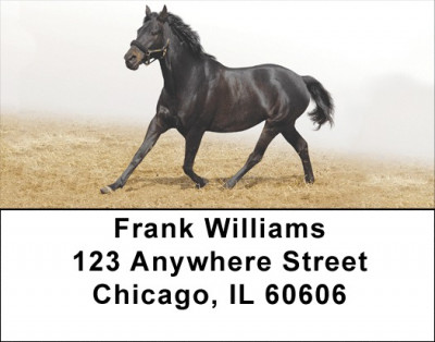 Black Stallions Address Labels | LBZANK-52