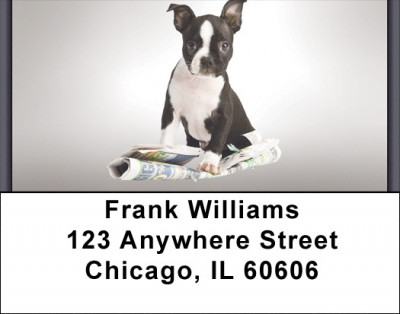 Boston Terrier Puppies Address Labels | LBZDOG-03