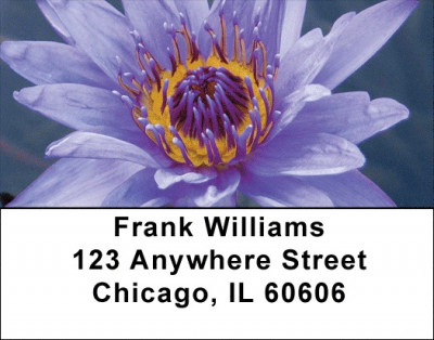 Colors In Bloom Address Labels | LBZFLO-10