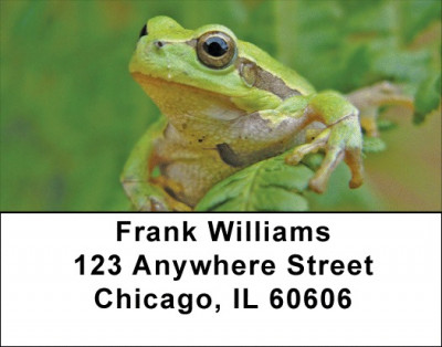 Fern Frogs Address Labels | LBZNAT-45