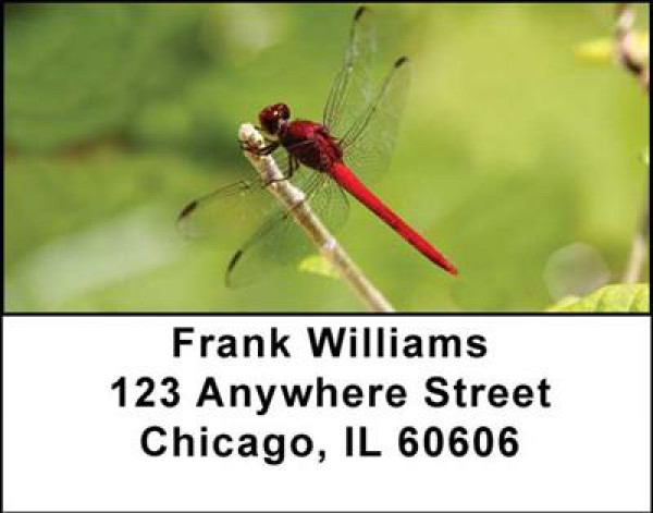 Dragonflies Address Labels | LBANI-26