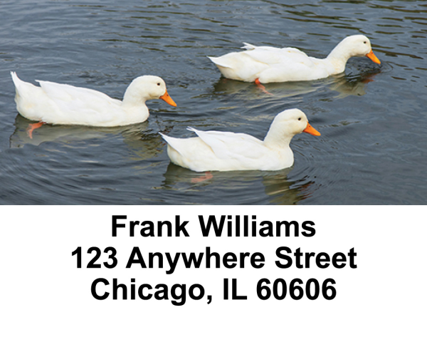 Ducks Address Labels | LBANI-30