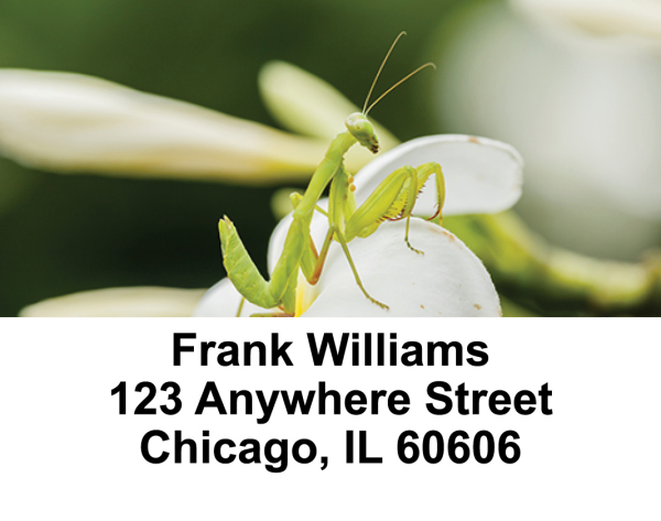 Praying Mantises Address Labels | LBANI-34