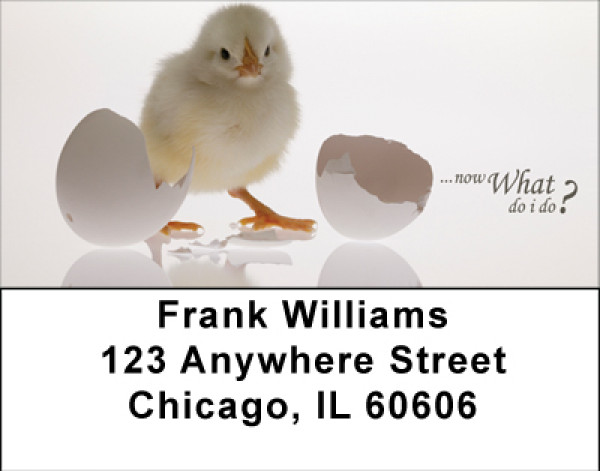 Now What Do I Do Address Labels | LBBBA-64