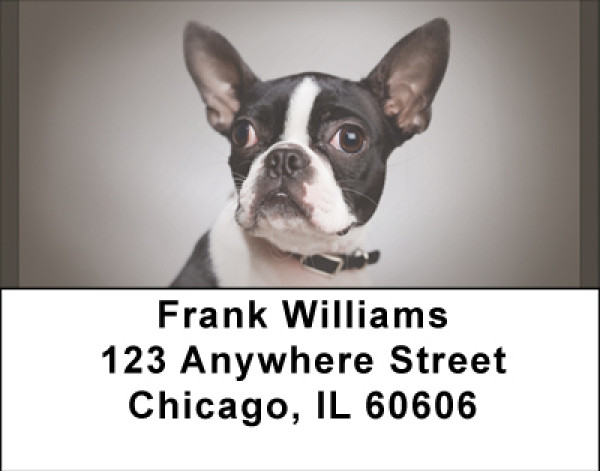 For Boston Terrier Lovers Address Labels | LBBBA-87