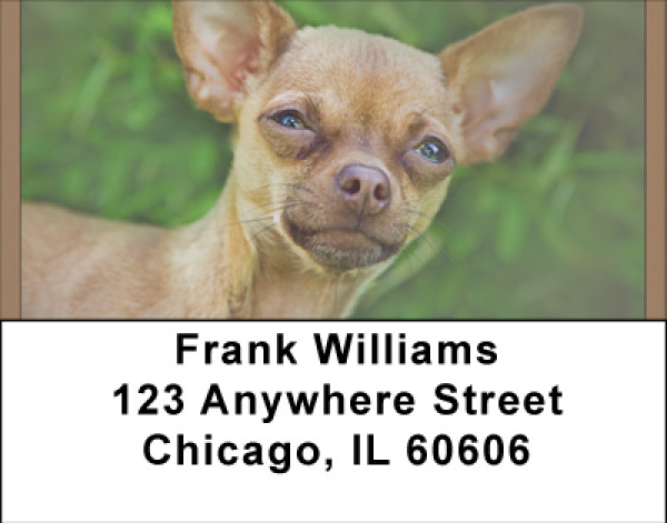 Chihuahua Mania Address Labels | LBBBA-92