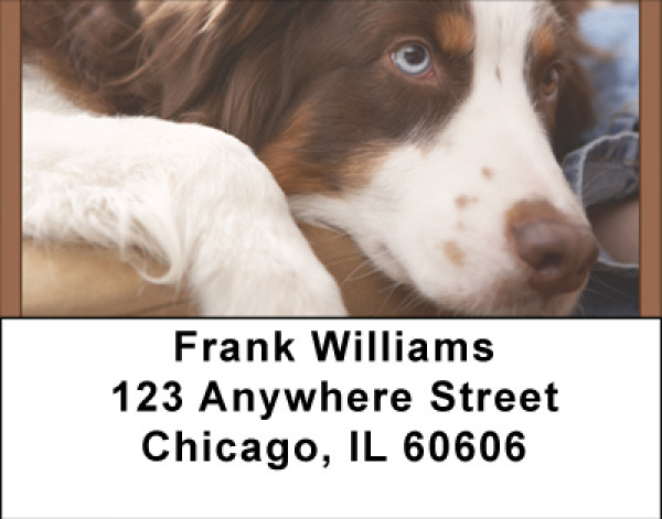 Australian Shepherd Address Labels | LBBBA-96