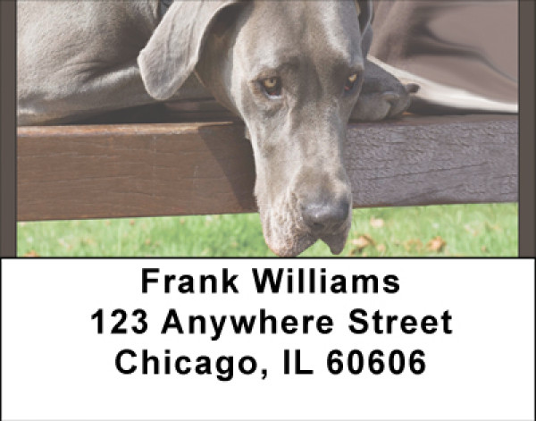 Great Danes Address Labels | LBBBA-98