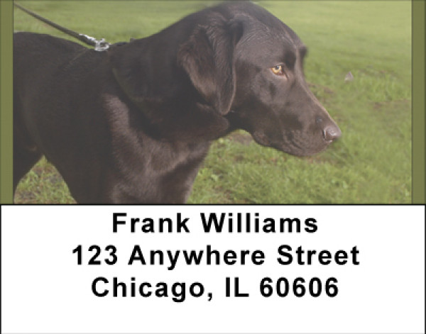 Labrador Buddies Address Labels | LBBBB-06