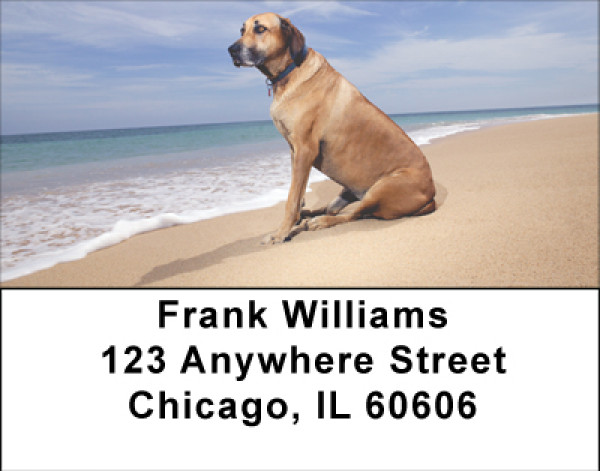 Beach Lab Address Labels | LBBBB-10