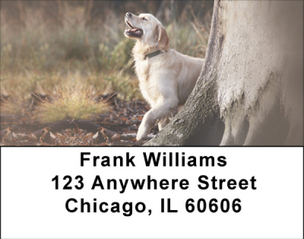 Labs For All Seasons Address Labels | LBBBB-11