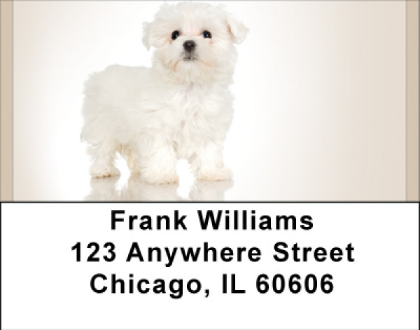 Maltese Madness Address Labels | LBBBB-13