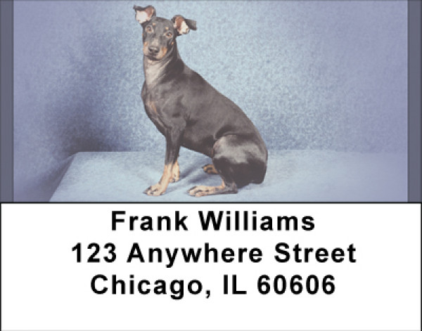 Manchester Terriers Address Labels | LBBBB-15