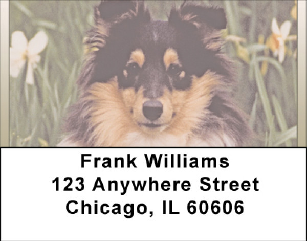 Shetland Sheep Dog Address Labels | LBBBB-24