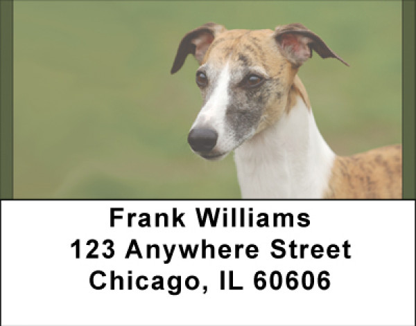 Greyhound Glances Address Labels | LBBBD-93