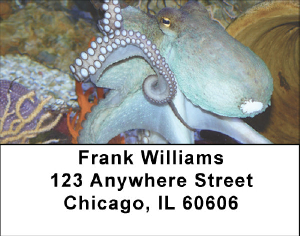 Oceans Of Octopus Address Labels | LBBBE-01