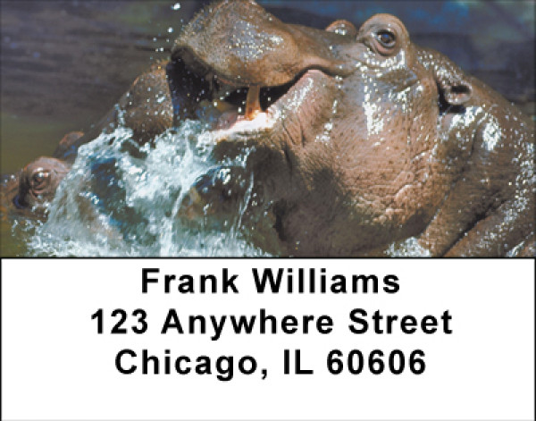 Hippo Heaven Address Labels | LBBBE-07