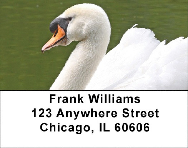 Swans A Swimming Address Labels | LBQBA-63