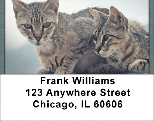 Bengals Address Labels | LBQBA-83