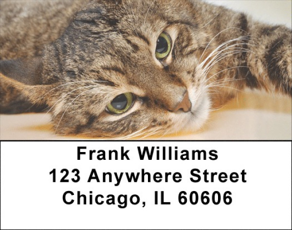Cat Nap Address Labels | LBQBA-85