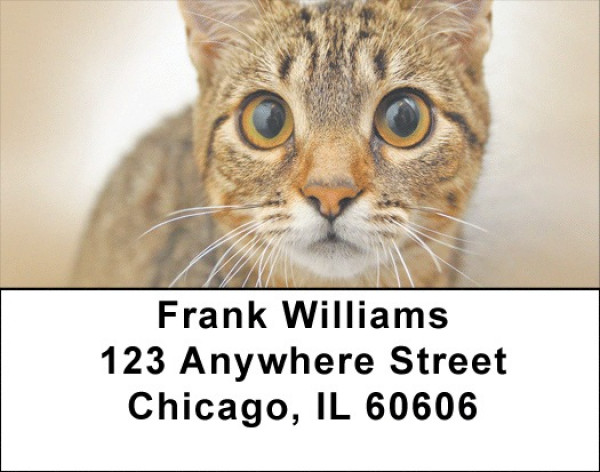 You Know The Look Address Labels | LBQBB-02