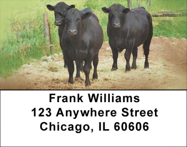Black Angus Cattle Address Labels | LBQBB-08