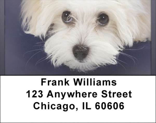 Bichon Address Labels | LBQBB-26