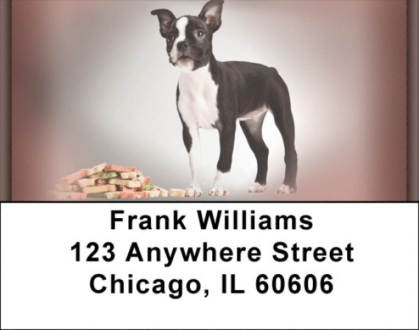 Boston Terrier Portraits Address Labels | LBQBB-29