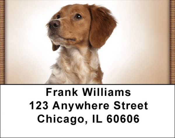 Bright Eyed Brittany Spaniel Address Labels | LBQBB-32