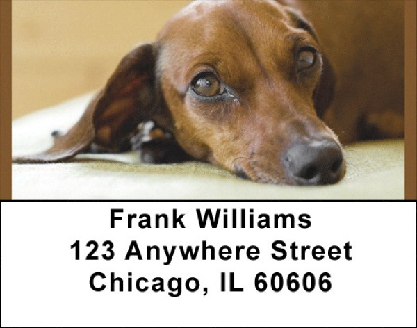 Dachshund Darlings Address Labels | LBQBB-46