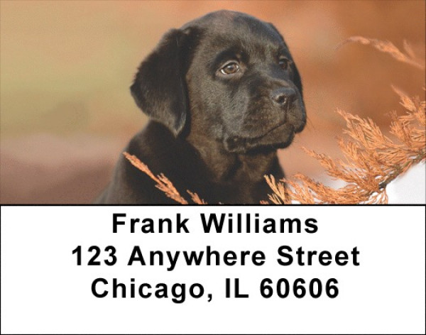 Labrador Puppies Address Labels | LBQBB-69