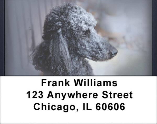 Black And Grey Poodle Address Labels | LBQBB-85