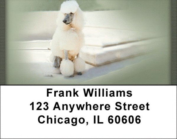 White Standard Poodle Address Labels | LBQBB-87