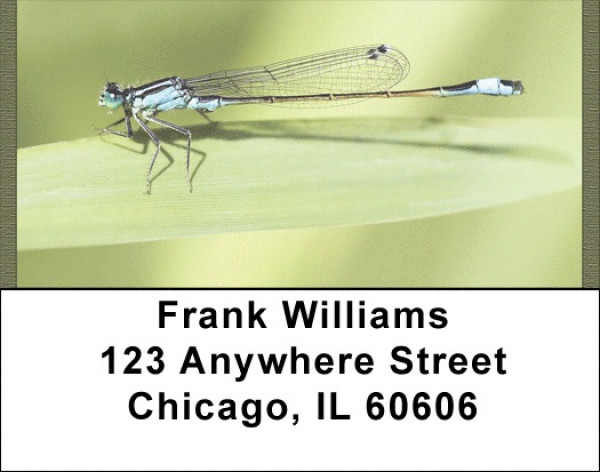 Dragonflies Close Up Address Labels | LBQBC-07