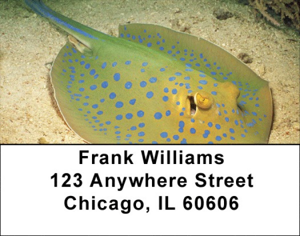 Stingrays Address Labels | LBQBC-44