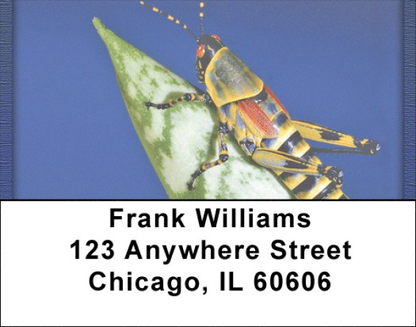 Grasshoppers Address Labels | LBQBC-77