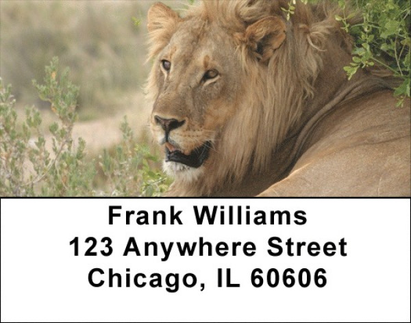 Lions King Of The Jungle Address Labels | LBQBC-98